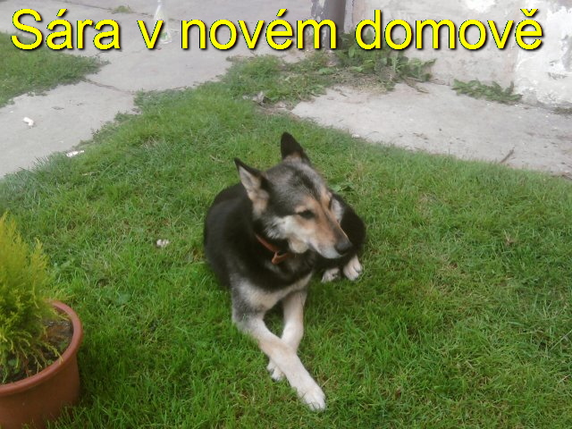 sára1